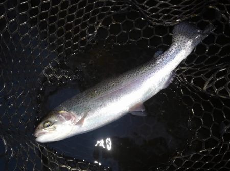 大安トラウトレイク 釣果